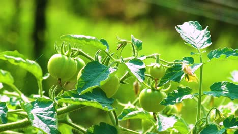 Organic-Vegetable-Food,-Green-Immature-Tomatos,-Close-Up