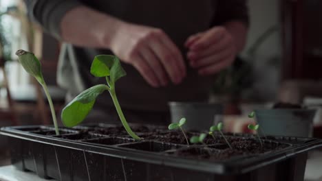 Cropped-View-Of-A-Man-Transplanting-Seedlings-Into-A-Pot