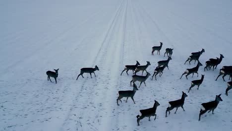 drone-fly-above-herd-of-deer-in-white-snow-ice-covered-landscape