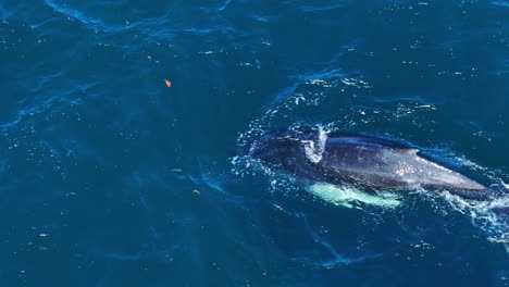 Ballenas-Jorobadas-En-La-Superficie-Del-Agua-Del-Océano-Azul-De-La-Bahía-De-Samaná