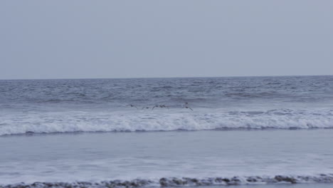 Tracking-shot-of-a-group-of-whimbrels-flying-low-over-waves-crashing-on-Canas