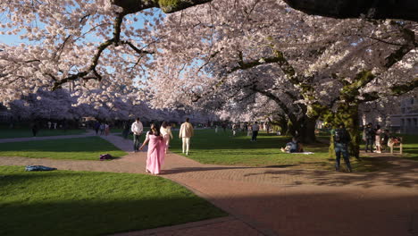 Menschen-Genießen-Einen-Sonnigen-Tag-Und-Kirschblüten-An-Der-University-Of-Washington-In-CC