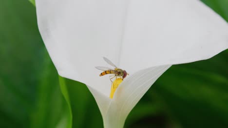 Insekten-Sammeln-Im-Sommer-Pollen-Von-Einer-Großen-Weißen-Lilienblüte