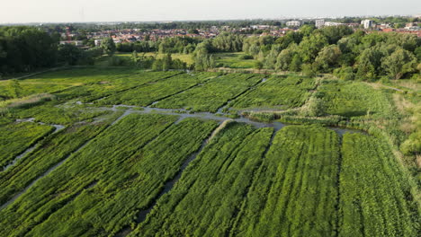 Linear-Forward-Aerial-with-Wind-Shaping-the-Grassland-of-Natural-Reserve-of-Bourgoyen-Ossemeersen,-Ghent