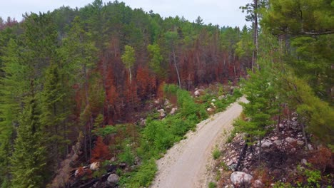 Aerial-forward-shot-of-empty-dirt-road-in-colorful-pine-dense-forest-canada
