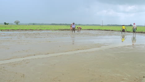 Vista-Amplia-De-Un-Grupo-De-Agricultores-Que-Cultivan-Arroz-En-El-Campo-Agrícola-Juntos