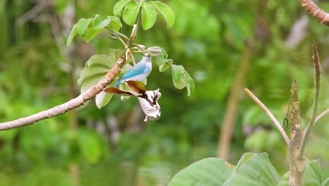 Colorful-Blue-Gray-Tanager-songbird-eating-fruit-from-a-tree-branch,-in-a-tropical-forest