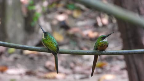 Two-Rufous-tailed-jacamar-perched-on-vine-in-forest-in-Africa