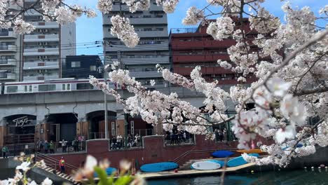 Tren-Pasando-Por-La-Ciudad-De-Yokohama,-Japón,-Con-Flores-De-Cerezo-En-Primavera.