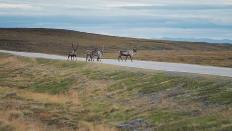 Eine-Herde-Rentiere-überquert-Die-Straße-Und-Verschwindet-In-Der-Weite-Der-Herbstlichen-Tundra