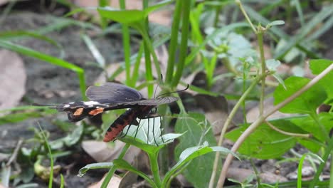 Schöner-Schmetterling-Im-Gras-Auf-Der-Suche-Nach-Nahrung-