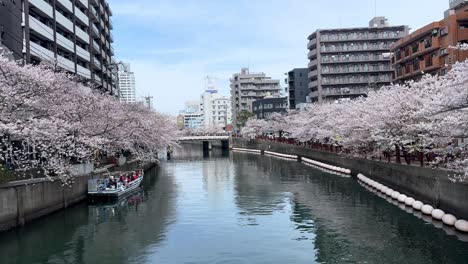 Panoramic-at-cherry-blossom-trees-landscape-in-river-channel-sail-at-Japan-City-of-Yokohama-during-flower-season