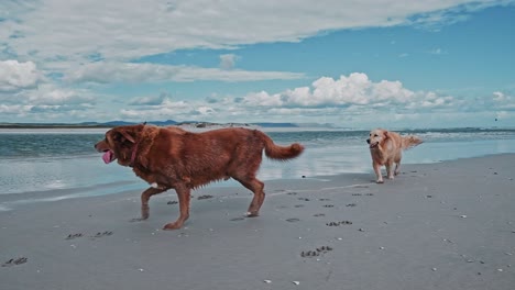 Un-Labrador-Y-Un-Golden-Retriever-Caminando-Por-Una-Hermosa-Playa