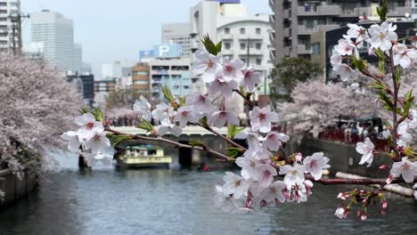 Nahaufnahme-Von-Sakura-Baumblüten-Mit-Dem-Hintergrund-Der-Stadt-Yokohama,-Japan,-Der-Ooikawa-Flusspromenade,-Einem-Berühmten-Ort-Zum-Betrachten-Von-Kirschblüten