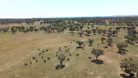 4K-Drone-Footage-Of-A-Cattle-Of-Bulls-Running-On-A-Field