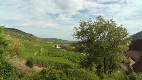 Vineyards-of-Kayserberg-Village-in-the-Outskirsts