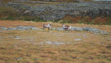 Two-reindeer-stand-surrounded-the-autumn-tundra-landscape