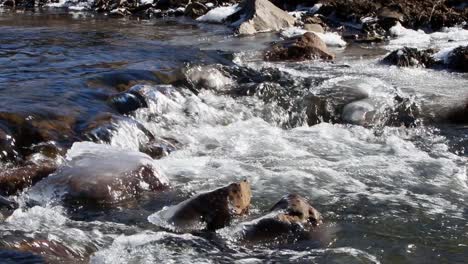 Small-rapids-flowing-past-ice-covered-rocks-in-early-Spring