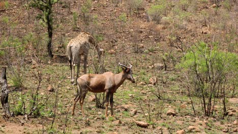 Giraffe-and-Antelope-grazing-in-nature