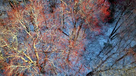 Luftaufnahmen-Der-Appalachen-Im-Frühling,-Rote-Ahornbäume-Im-Schnee