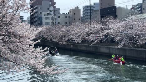 Panoramic-view-of-Ookagawa-Ooka-river-boat-sailing-in-Yokohama-cherry-blossom-spot,-japanese-city