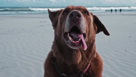 A-happy-and-cute-brown-Labrador-dog-on-the-beach-with-flappy-ears-and-panting-after-a-good-walk