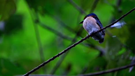 Seen-from-under-as-it-looks-to-its-right-while-waiting-to-be-fed,-Banded-Kingfisher-Lacedo-pulchella,-Thailand