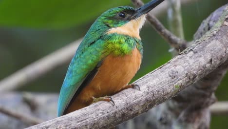 Extreme-Close-Up-of-Jacamar-Perched-on-Branch-Looking-Around