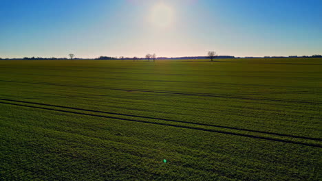 Luftbild-Dolly-Fliegt-Vorwärts-über-Landwirtschaftliches-Feld,-Sonnenschein-Bringt-Rote-Bete-Zum-Wachsen