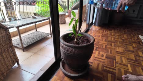 Cuidando-Una-Palmera-En-Maceta-En-Un-Balcón-Soleado