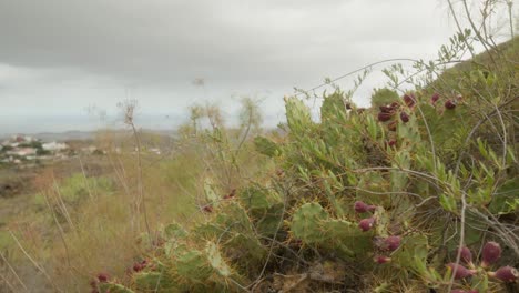 Feigenkaktus-Wächst-Im-Gras-In-Den-Bergen-In-Der-Trockenen-Landschaft-Teneriffas-Im-Frühling,-Kanarische-Inseln,-Spanien