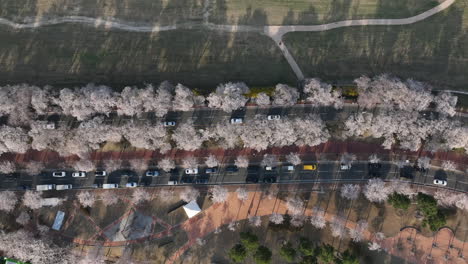 Aerial-bird's-eye-view-cherry-blossom-trees-lining-a-road-in-Gyeongju,-South-Korea-called-Heungmu-ro-gil