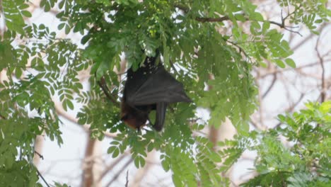 Murciélago-Frugívoro-Colgado-De-Los-árboles-Condujo-A-La-Vista-En-Kolhapur