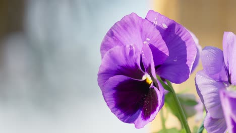 Close-up-of-Viola-plants-in-hanging-basket-in-springtime