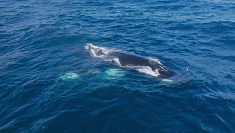 Ballenas-Jorobadas-Gigantes-Cerca-De-La-Superficie-En-Aguas-Azules-Del-Océano