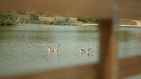 Dos-Patos-Nadando-Juntos-En-El-Lago,-Detrás-De-Una-Valla-De-Madera.