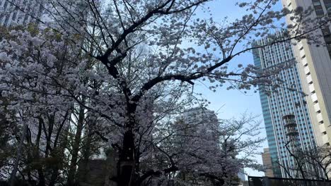 Spaziergang-In-Der-Innenstadt-Von-Yokohama-Mit-Kirschblütenbäumen-Und-Japanischen-Stadtgebäuden