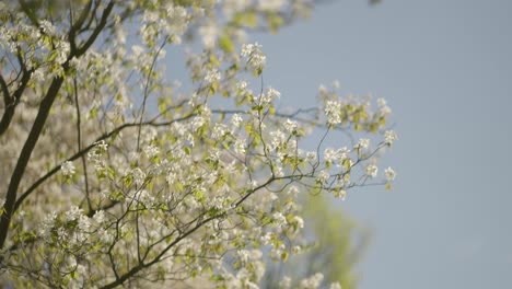 Cherry-blossoms-moving-in-the-breeze