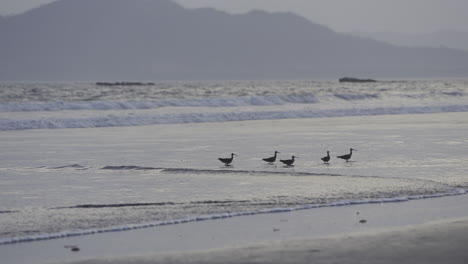 Kamerafahrt-Einer-Gruppe-Von-Regenbrachvögeln,-Die-Im-Meer-Auf-Der-Insel-Canas-Waten
