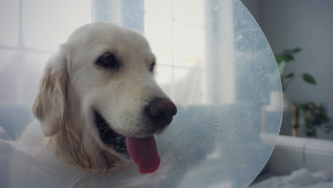 Portrait-of-dog-with-pet-cone-after-surgery