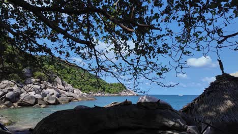 Beach-in-koh-tao-thailand-during-the-day-in-good-weather-with-a-view-of-the-sea-under-a-tree