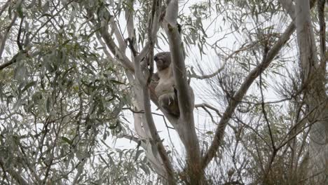 Großer-Männlicher-Koala-Klettert-Den-Ast-Eines-Einheimischen-Australischen-Eukalyptusbaums-Hinauf