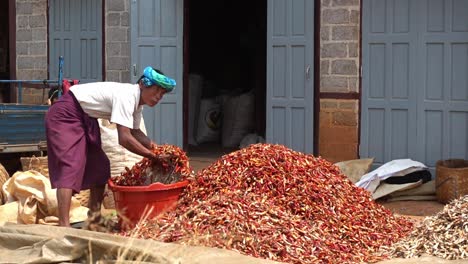 A-man-is-drying-his-chilies-in-the-sun-in-Myanmar