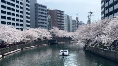 Segel-Motorboot-Fluss-Kirschblüte-Sakura-Baum-Kanal-Stadt-Himmel-Ufer-Stadt