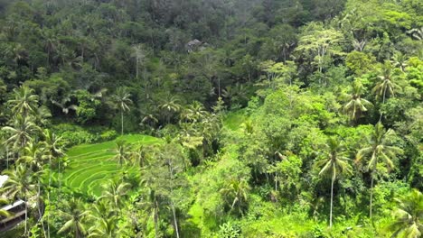 Aerial-shot-Of-Tegallalang-Rice-Terraces-and-lush-jungle-In-Gianyar,-Bali,-Indonesia