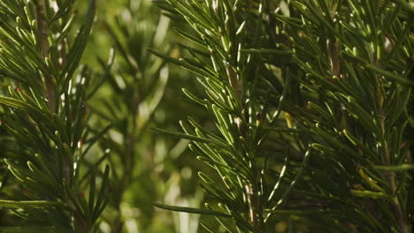 Rosemary-shrub-closeup-of-stalks-and-leaves,-panning-to-the-right