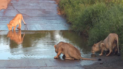 Junge-Löwen-Löschen-Gemeinsam-Ihren-Durst-An-Einer-Wasserstelle-In-Einem-Wildreservat