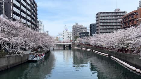 Cityscape-of-Yokohama-cherry-blossom-trees-at-Ookagawa-Promenade-river-road-skyline-background,-tall-buildings-in-Japanese-town