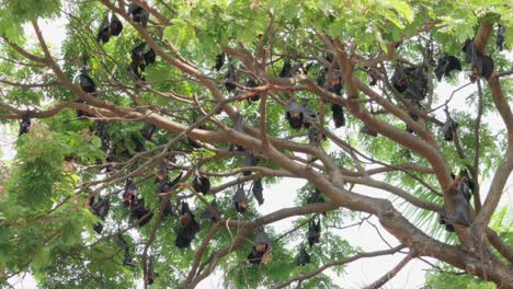 Fruit-Bats-Hanging-From-Trees-wide-view