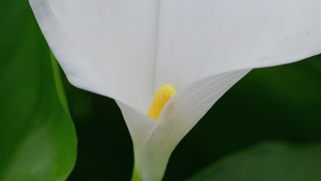 Insect-gathering-pollen-from-a-large-white-lilly-flower-in-summer